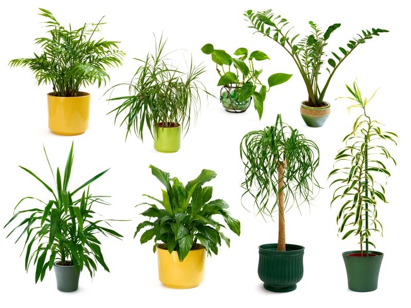 Choosing House Plants - Guide