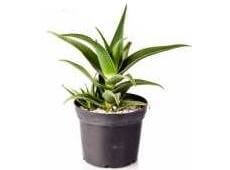 A fully grown aloe vera - common house plants