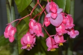 begonia poisonous houseplant