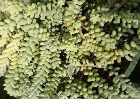 Donkeys Tail