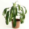 a corn plant in a brown pot