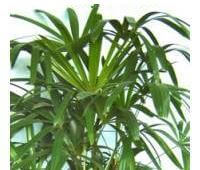 lady palm  is an indoor palm plants