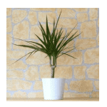 office plant