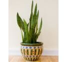 a mother in laws tongue air purifying plant on a ceramic flower pot placed on a brown floor and beige wall