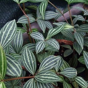 Peperomia puteolata closeup