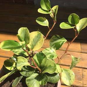 Peperomia obtusifolia in the sun