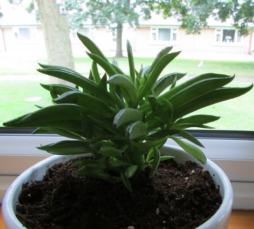 a happy bean plant on a white flower pot filled with sand beside a window facing the houses outside