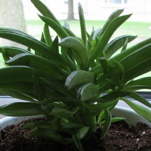 Peperomia ferreyrae side view