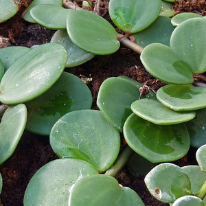 Peperomia rotundifolia round foliage