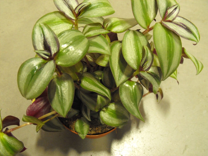 wandering jew poisonous houseplant