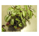 Wandering Jew Tradescantia