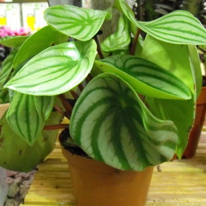 Peperomia argyreia