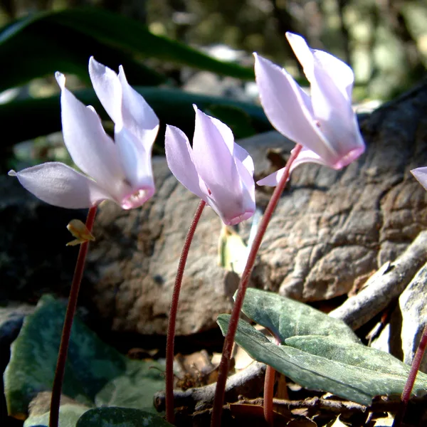 Cyclamen Creticum