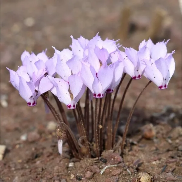 Cyclamen Mirabile