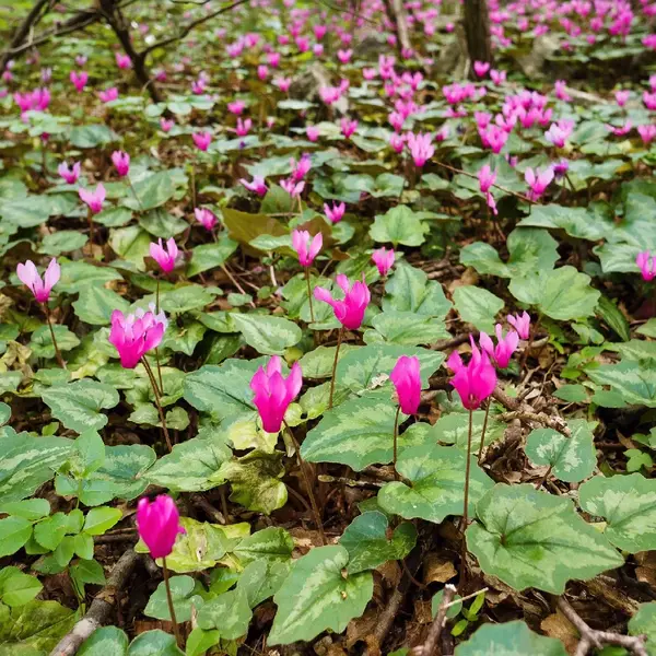 Cyclamen Repandum