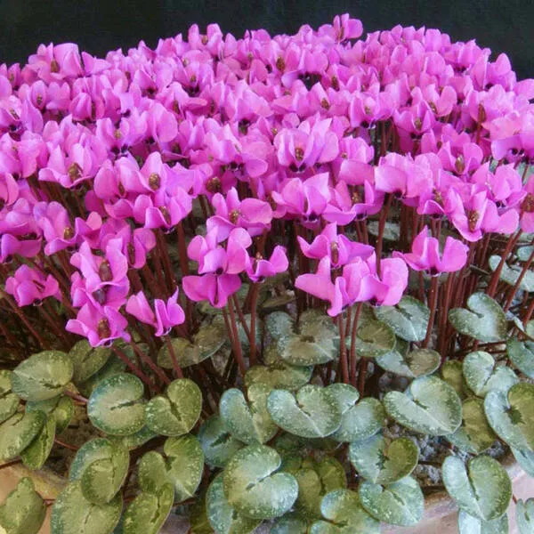 Cyclamen alpinum cluster