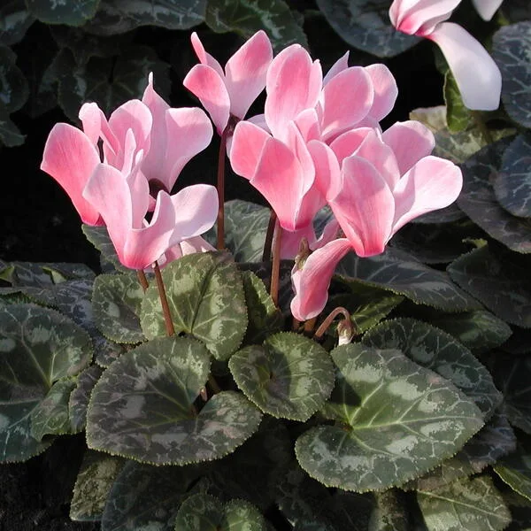 Cyclamen graecum