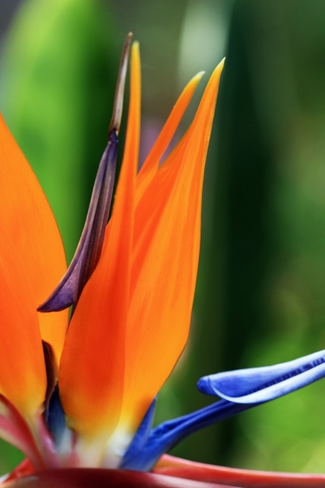 bird of paradise poisonous houseplant