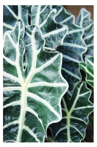 elephant ear poisonous houseplant