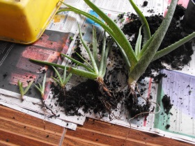 Aloe Vera Propagate