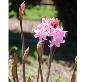 lily poisonous houseplant