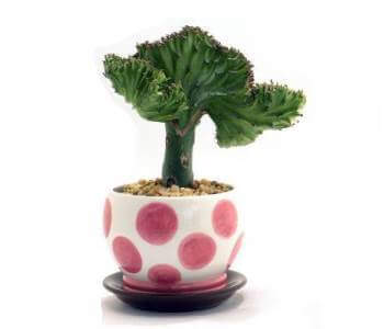 coral cactus poisonous houseplant