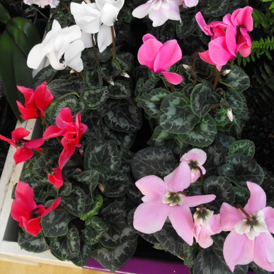 cyclamen poisonous houseplant