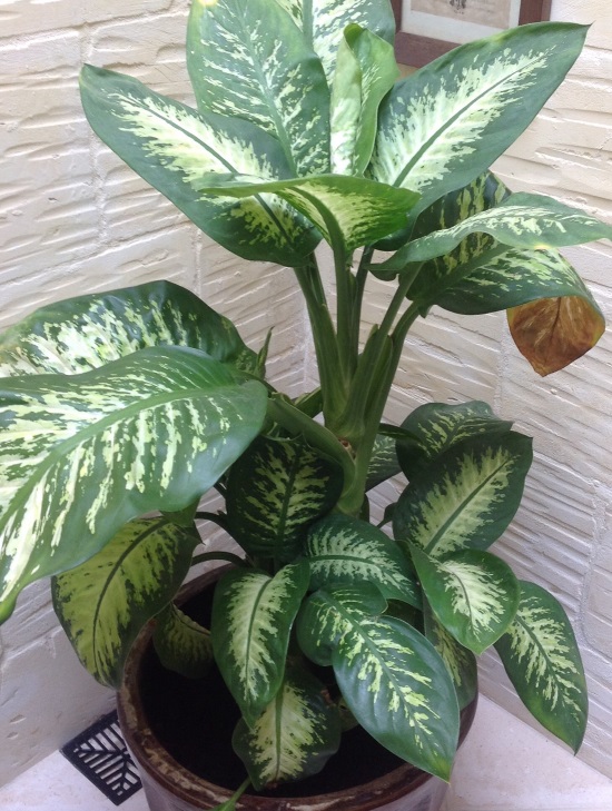 dumb cane poisonous houseplant