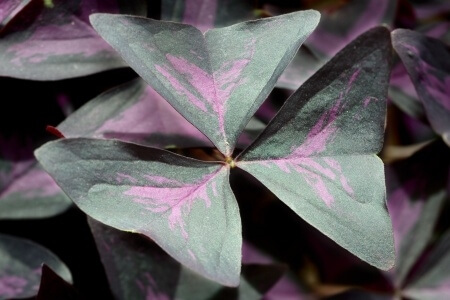 false shamrock poisonous houseplant