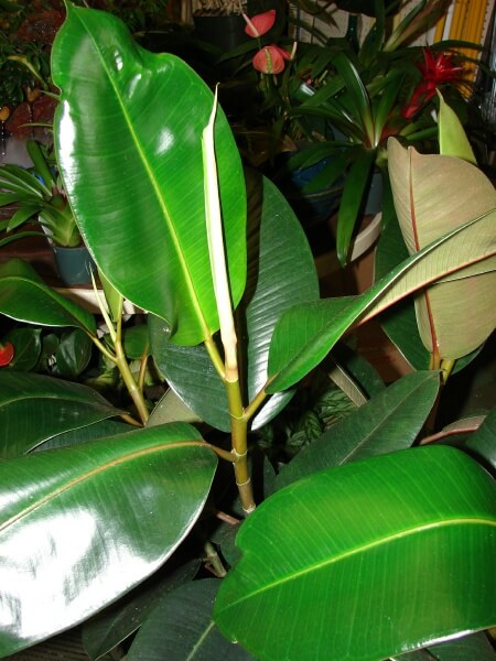 poisonous houseplant