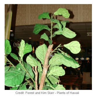 fiddle leaf fig poisonous houseplant