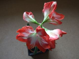 Amaryllis poisonous houseplant