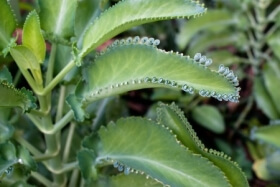 Mother of Thousands stolons