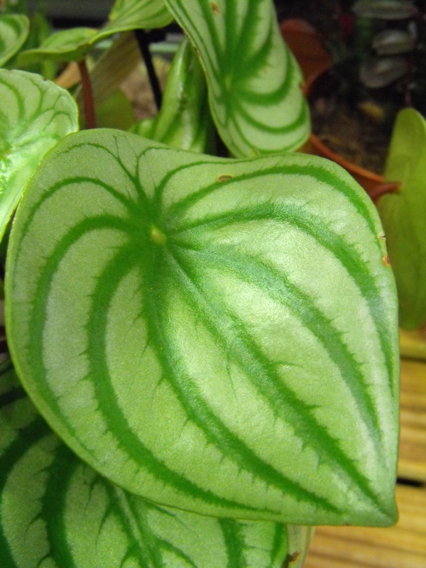 Watermelon Peperomia Foliage