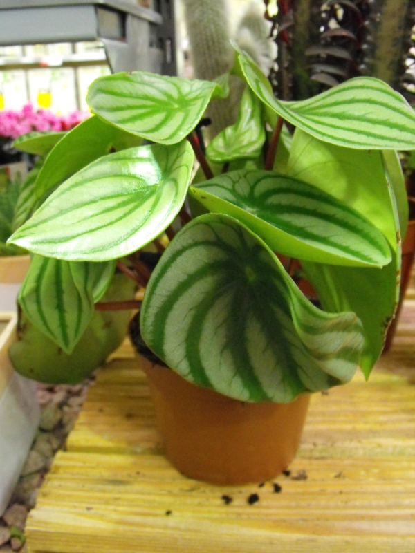 Watermelon Peperomia Potted