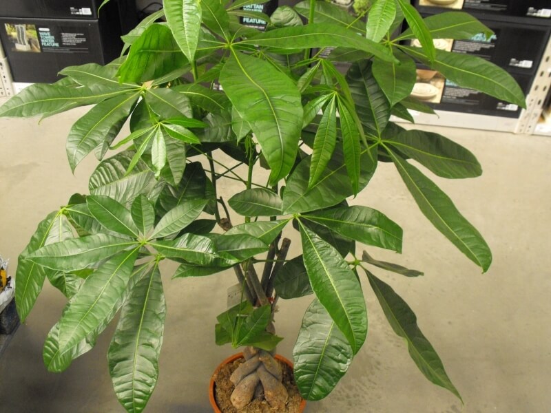 foliage of Money Tree