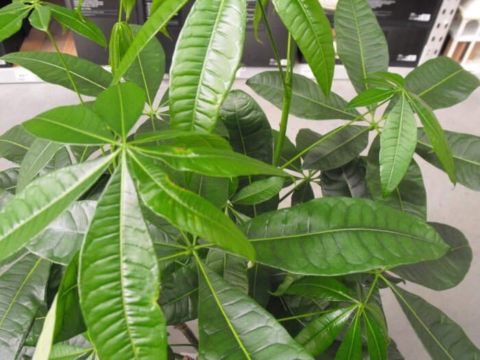 Lush Foliage Money Tree