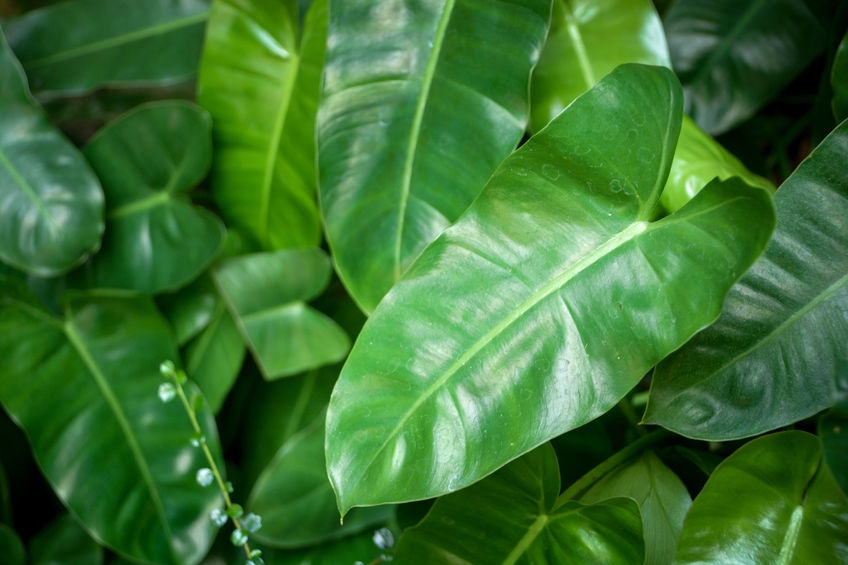 arrowhead poisonous houseplant