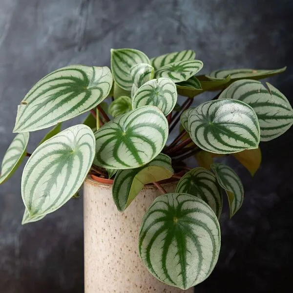 a peperomia argyreia in an elongated pot