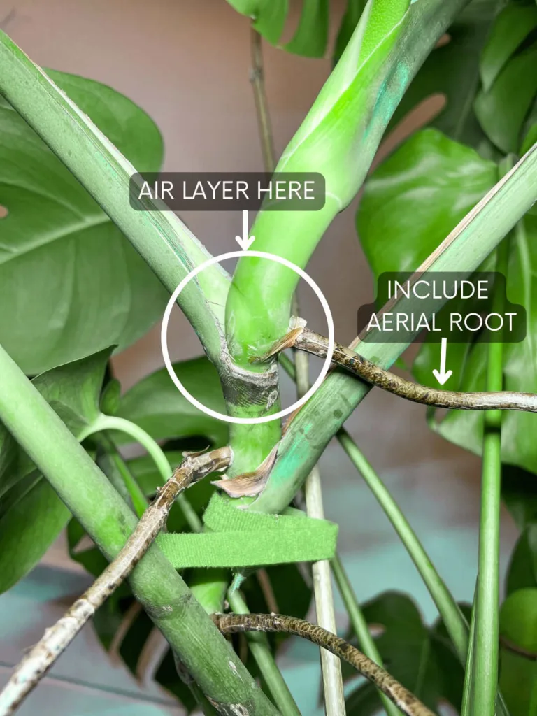 Air Layering Propagation