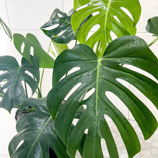 Monstera Deliciosa leaves