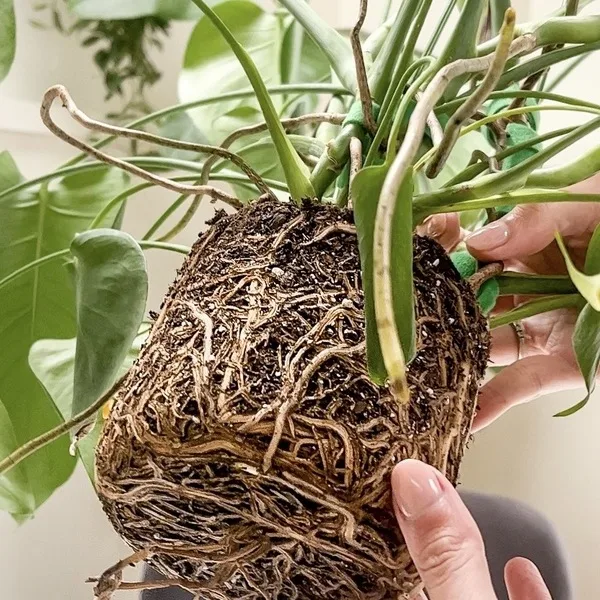 Potting and Repotting Monstera Deliciosa