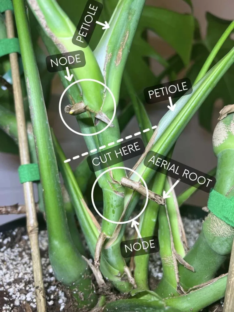 Stem Cutting Propagation