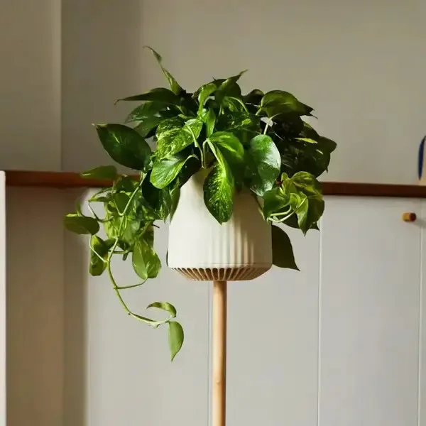 Pothos Plant