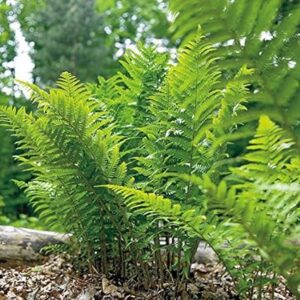 10 Lady Fern Rhizomes