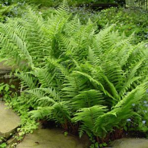 10 Live Lady Fern Plants, Bare Roots