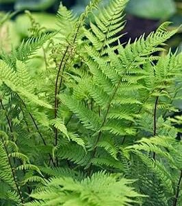 10 Live Lady Fern Plants, Easy Care