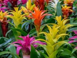 100Pcs Mixed Bromeliad Flower Seeds