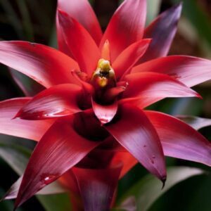 100pcs Red Bromeliad Plant Seeds