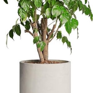 12-inch Concrete Planter Pot for Indoor